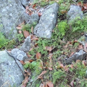 Adiantum aethiopicum at Conder, ACT - suppressed