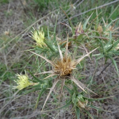 Carthamus lanatus (Saffron Thistle) at Farrer Ridge - 19 Jan 2015 by galah681