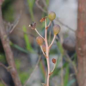 Bulbine glauca at Conder, ACT - 7 Dec 2014