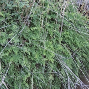 Adiantum aethiopicum at Conder, ACT - suppressed