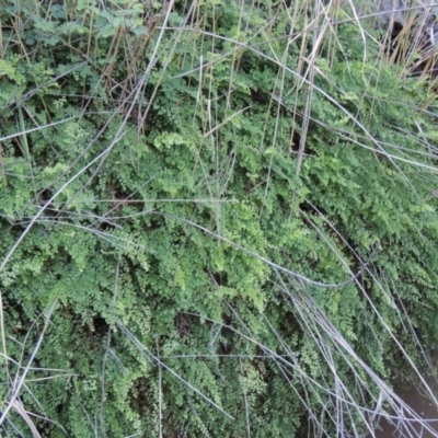 Adiantum aethiopicum (Common Maidenhair Fern) at Rob Roy Range - 7 Dec 2014 by michaelb