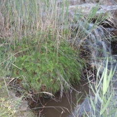 Adiantum aethiopicum at Conder, ACT - 7 Dec 2014