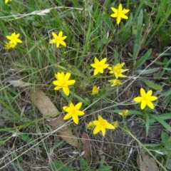 Hypoxis hygrometrica var. villosisepala (Golden Weather-grass) at Farrer Ridge - 19 Jan 2015 by galah681