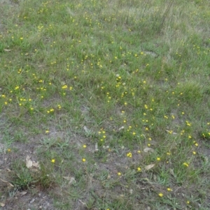 Hypoxis hygrometrica var. villosisepala at Farrer Ridge - 20 Jan 2015 08:58 AM