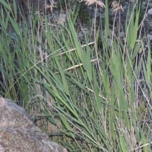 Phragmites australis at Conder, ACT - 7 Dec 2014 08:12 PM