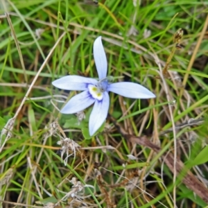 Isotoma fluviatilis subsp. australis at Farrer Ridge - 20 Jan 2015 08:59 AM