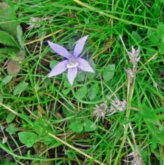 Isotoma fluviatilis subsp. australis at Farrer Ridge - 20 Jan 2015