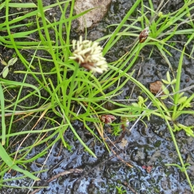 Schoenus apogon (Common Bog Sedge) at Farrer Ridge - 19 Jan 2015 by galah681