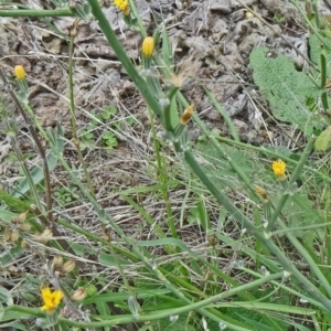 Chondrilla juncea at Farrer Ridge - 20 Jan 2015