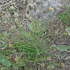 Chondrilla juncea at Farrer Ridge - 20 Jan 2015 09:13 AM