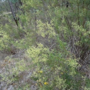 Cassinia quinquefaria at Farrer Ridge - 20 Jan 2015