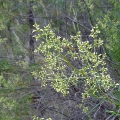 Cassinia quinquefaria at Farrer Ridge - 20 Jan 2015