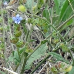 Cynoglossum australe (Australian Forget-me-not) at Farrer Ridge - 19 Jan 2015 by galah681