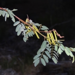 Indigofera australis subsp. australis at Conder, ACT - 7 Dec 2014