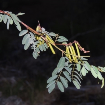 Indigofera australis subsp. australis (Australian Indigo) at Rob Roy Range - 7 Dec 2014 by MichaelBedingfield