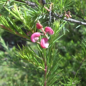 Grevillea rosmarinifolia subsp. rosmarinifolia at Campbell, ACT - 22 Jan 2015 09:35 AM