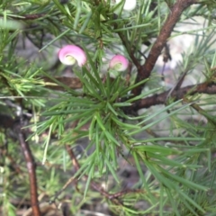 Grevillea rosmarinifolia subsp. rosmarinifolia at Campbell, ACT - 22 Jan 2015 09:35 AM