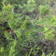 Grevillea rosmarinifolia subsp. rosmarinifolia at Campbell, ACT - 22 Jan 2015 09:35 AM