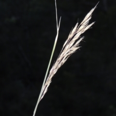 Rytidosperma pallidum (Red-anther Wallaby Grass) at Conder, ACT - 7 Dec 2014 by michaelb