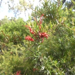 Grevillea juniperina subsp. fortis (Grevillea) at Campbell, ACT - 22 Jan 2015 by SilkeSma