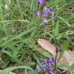 Glycine tabacina (Variable Glycine) at ANU Dickson Precinct - 21 Jan 2015 by TimYiu