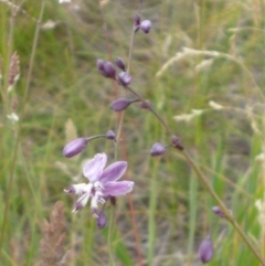 Arthropodium milleflorum (Vanilla Lily) at Rendezvous Creek, ACT - 24 Dec 2014 by Opus