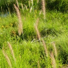 Cenchrus purpurascens (Swamp Foxtail) at Bonython, ACT - 15 Jan 2015 by ArcherCallaway