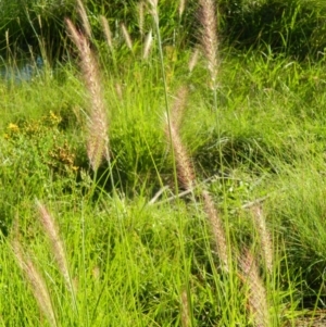 Cenchrus purpurascens at Bonython, ACT - 15 Jan 2015