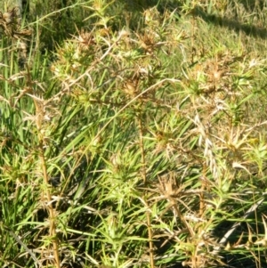 Carthamus lanatus at Bonython, ACT - 15 Jan 2015