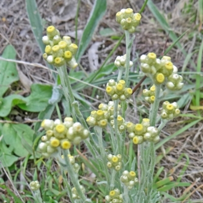 Pseudognaphalium luteoalbum (Jersey Cudweed) at Farrer Ridge - 19 Jan 2015 by galah681