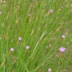 Petrorhagia nanteuilii at Wanniassa, ACT - 17 Dec 2014