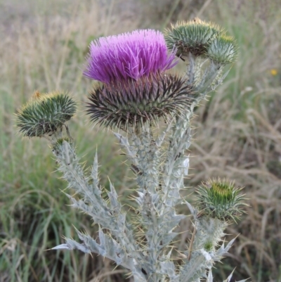 Onopordum acanthium (Scotch Thistle) at Paddys River, ACT - 8 Dec 2014 by michaelb