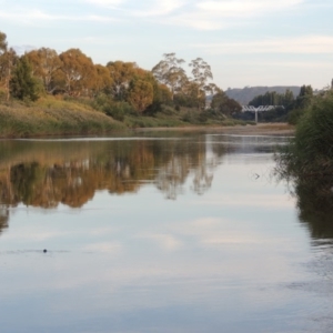 Phragmites australis at Paddys River, ACT - 25 Mar 2013 06:37 PM