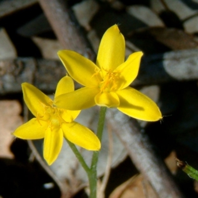 Hypoxis hygrometrica var. villosisepala (Golden Weather-grass) at Farrer, ACT - 19 Jan 2015 by julielindner