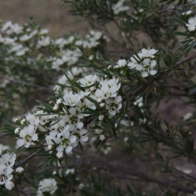 Kunzea ericoides (Burgan) at Paddys River, ACT - 8 Dec 2014 by MichaelBedingfield