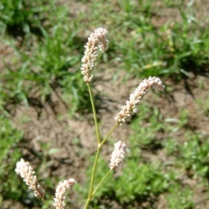 Persicaria lapathifolia at Farrer Ridge - 20 Jan 2015