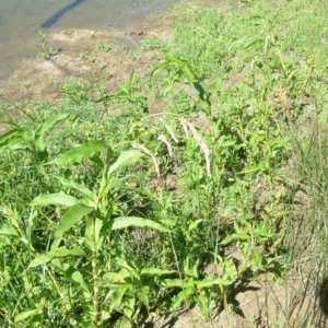 Persicaria lapathifolia at Farrer Ridge - 20 Jan 2015