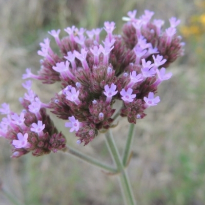 Verbena incompta (Purpletop) at Point Hut to Tharwa - 9 Dec 2014 by MichaelBedingfield