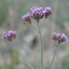 Verbena incompta at Paddys River, ACT - 9 Dec 2014