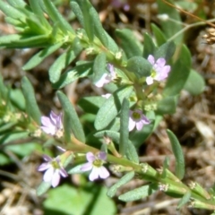 Lythrum hyssopifolia (Small Loosestrife) at Farrer Ridge - 31 Dec 2014 by julielindner