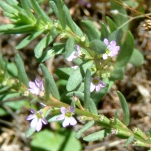 Lythrum hyssopifolia at Farrer Ridge - 31 Dec 2014