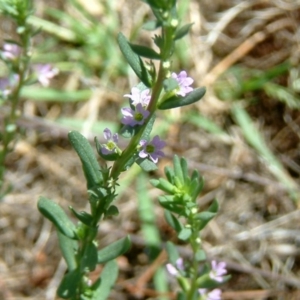 Lythrum hyssopifolia at Farrer Ridge - 31 Dec 2014 12:00 AM