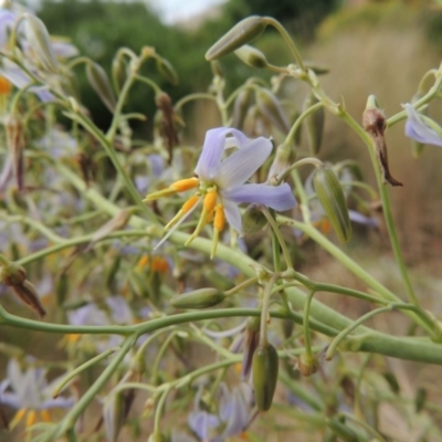 Dianella sp. aff. longifolia (Benambra) (Pale Flax Lily, Blue Flax Lily) at Bonython, ACT - 10 Dec 2014 by MichaelBedingfield