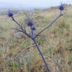 Eryngium ovinum (Blue Devil) at Bonython, ACT - 10 Dec 2014 by MichaelBedingfield