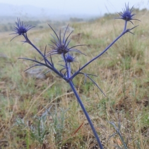 Eryngium ovinum at Bonython, ACT - 10 Dec 2014