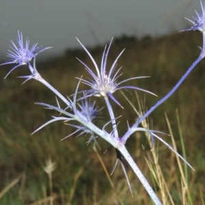 Eryngium ovinum at Bonython, ACT - 10 Dec 2014