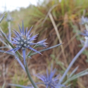 Eryngium ovinum at Bonython, ACT - 5 Dec 2001 12:00 AM