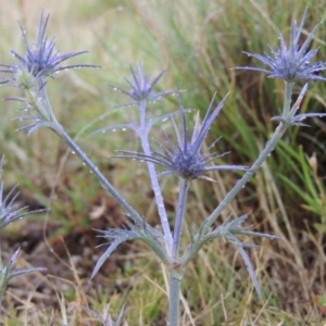 Eryngium ovinum at Bonython, ACT - 10 Dec 2014 07:59 PM