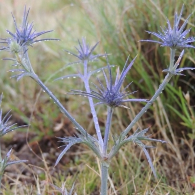 Eryngium ovinum (Blue Devil) at Pine Island to Point Hut - 10 Dec 2014 by michaelb