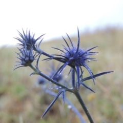 Eryngium ovinum (Blue Devil) at Barneys Hill/Mt Stranger - 10 Dec 2014 by MichaelBedingfield